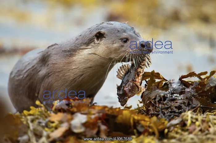 : European Otter : European Otter