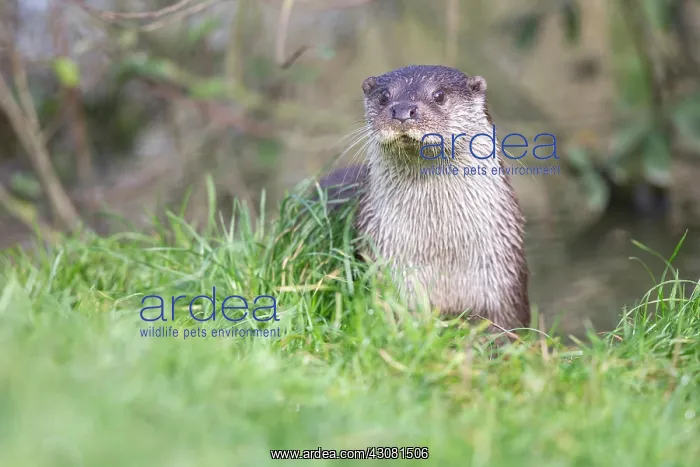 : European Otter : European Otter