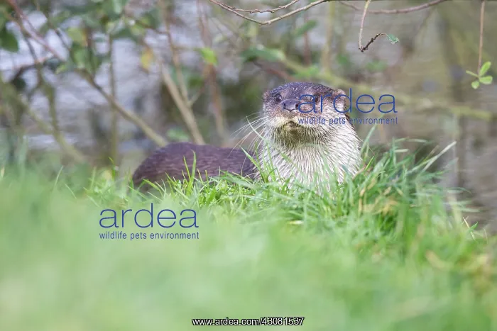 : European Otter : European Otter