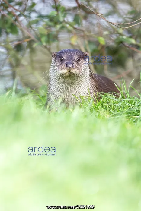 : European Otter : European Otter