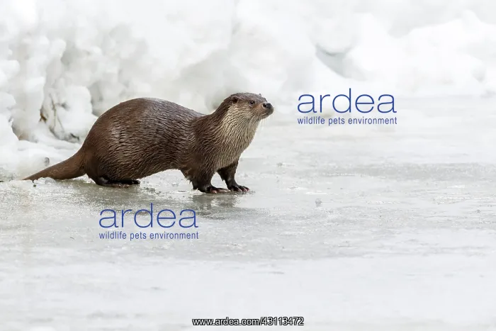 : European Otter : European Otter