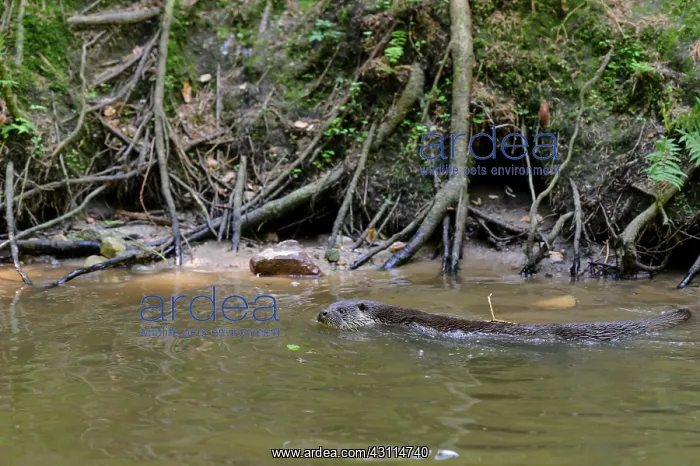 : European Otter : European Otter