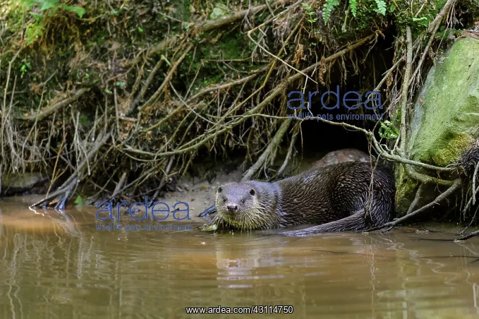 : European Otter : European Otter