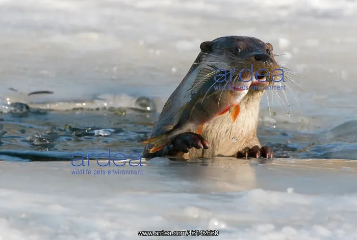 : European Otter : European Otter