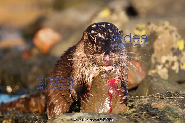 : European Otter : European Otter