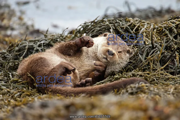 : European Otter : European Otter