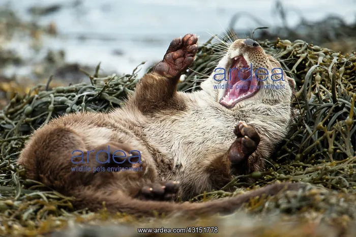 : European Otter : European Otter