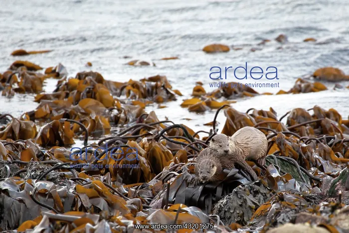 : European Otter : European Otter