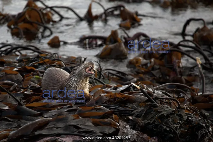 : European Otter : European Otter