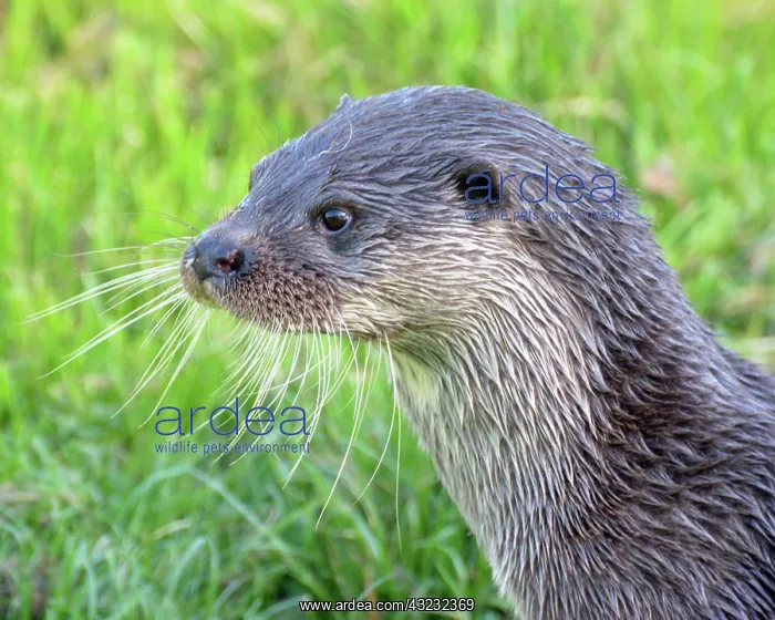  : European Otter alert, just out of the water