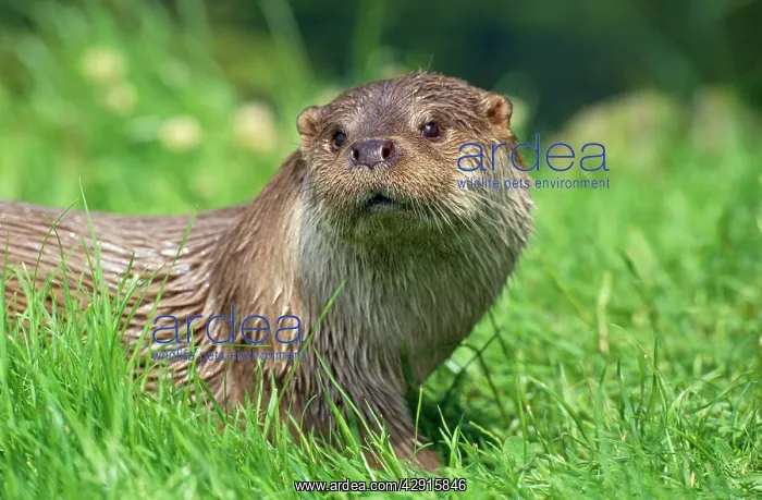 : EUROPEAN OTTER - close-up, in Grass, Facing : EUROPEAN OTTER - close-up, in Grass, Facing