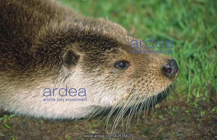 : European Otter - close-up of head : European Otter - close-up of head