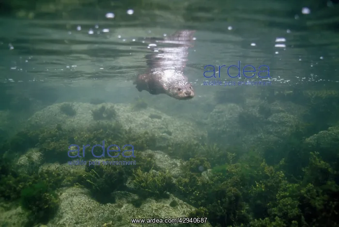 : European Otter - diving underwater looking for fish : European Otter - diving underwater looking for fish