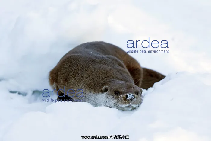 : European Otter drying its fur by rubbing in the : European Otter drying its fur by rubbing in the