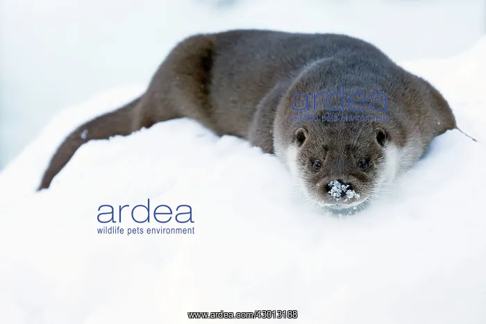 : European Otter drying its fur by rubbing in the : European Otter drying its fur by rubbing in the