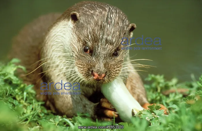 : European Otter - eating : European Otter - eating