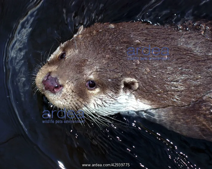 : European Otter - eyes and ears on top of head to : European Otter - eyes and ears on top of head to