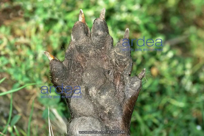 : European Otter - front foot : European Otter - front foot