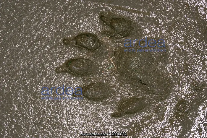 : European Otter - footprint : European Otter - footprint
