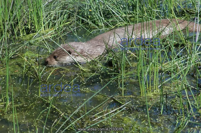 : European OTTER - foraging in shallow water : European OTTER - foraging in shallow water