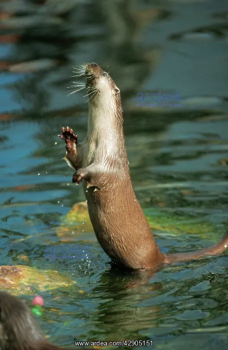 : European OTTER - on hind legs, standing in water : European OTTER - on hind legs, standing in water