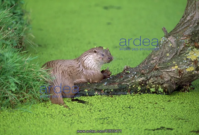 : European Otter - on log in water : European Otter - on log in water