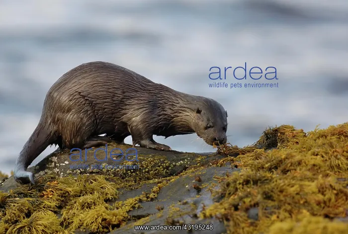 : European Otter (Lutra lutra), adult, smelling spraint : European Otter (Lutra lutra), adult, smelling spraint