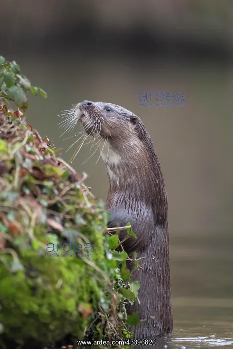 : European otter (Lutra lutra) adult animal looking : European otter (Lutra lutra) adult animal looking
