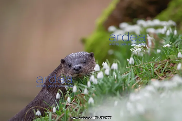 : European otter (Lutra lutra) adult animal on a river : European otter (Lutra lutra) adult animal on a river