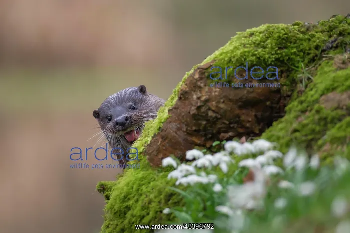 : European otter (Lutra lutra) adult animal on a river : European otter (Lutra lutra) adult animal on a river