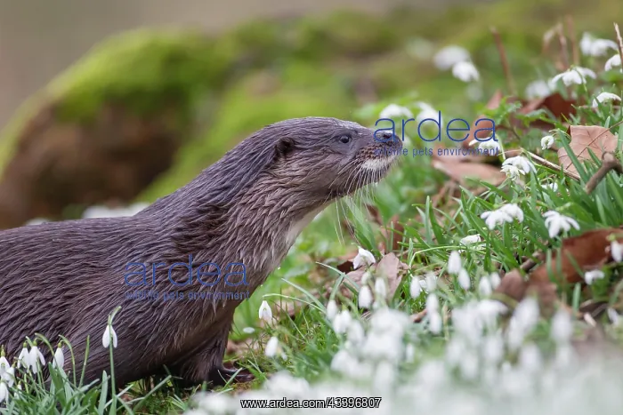 : European otter (Lutra lutra) adult animal on a river : European otter (Lutra lutra) adult animal on a river