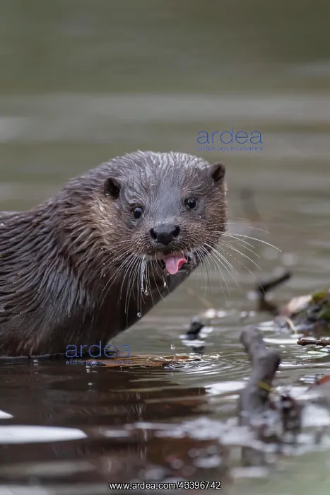 : European otter (Lutra lutra) adult animal sticking : European otter (Lutra lutra) adult animal sticking