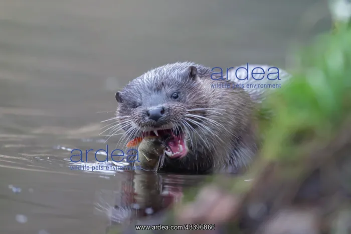 : European otter (Lutra lutra) adult feeding on a : European otter (Lutra lutra) adult feeding on a