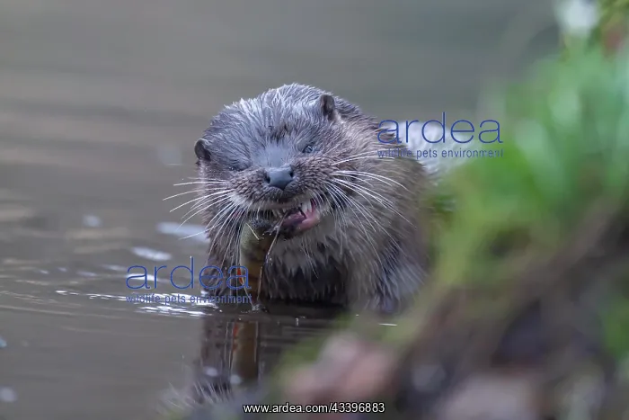 : European otter (Lutra lutra) adult feeding on a : European otter (Lutra lutra) adult feeding on a