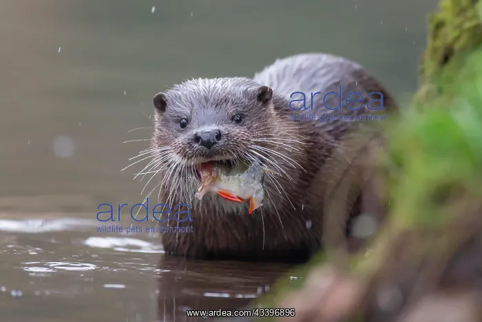: European otter (Lutra lutra) adult feeding on a : European otter (Lutra lutra) adult feeding on a