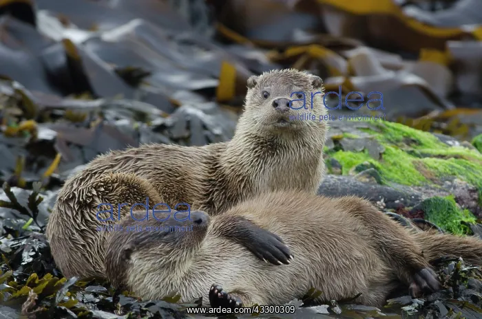 : European Otter (Lutra lutra) adult female with cub : European Otter (Lutra lutra) adult female with cub