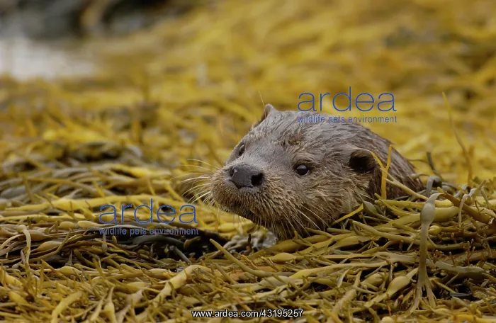 : European Otter (Lutra lutra), adult, head amongst : European Otter (Lutra lutra), adult, head amongst