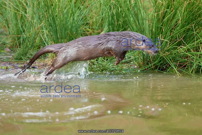 : European otter (Lutra lutra), adult, jumping through : European otter (Lutra lutra), adult, jumping through