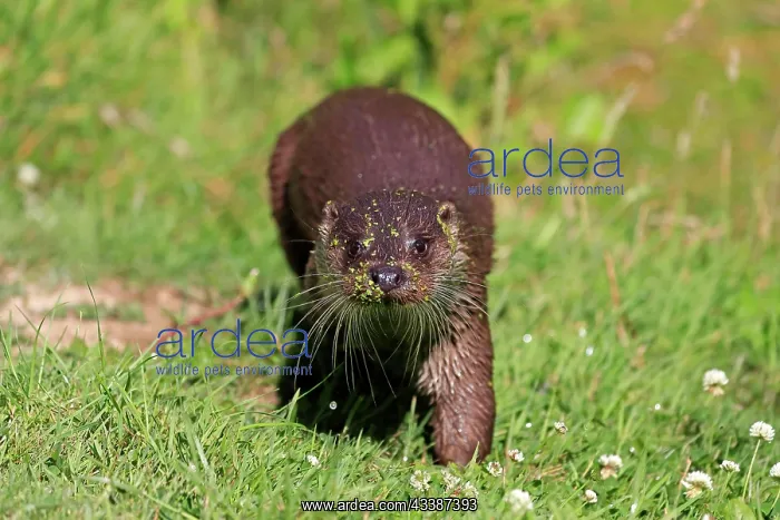 : European otter (Lutra lutra), adult, on land, in m : European otter (Lutra lutra), adult, on land, in m