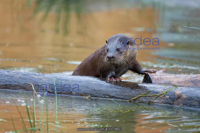 : European otter (Lutra lutra), adult, on log in water : European otter (Lutra lutra), adult, on log in water