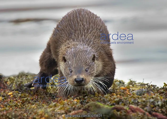 : European Otter (Lutra lutra), adult male, walking : European Otter (Lutra lutra), adult male, walking