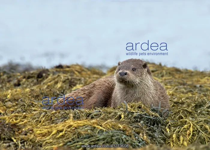 : European Otter (Lutra lutra), adult, resting on : European Otter (Lutra lutra), adult, resting on