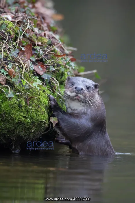 : European otter (Lutra lutra) adult by a river bank : European otter (Lutra lutra) adult by a river bank
