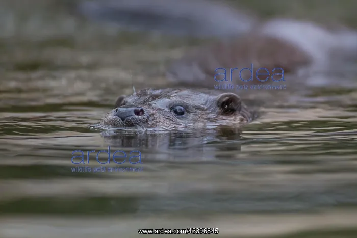 : European otter (Lutra lutra) adult swimming in a : European otter (Lutra lutra) adult swimming in a