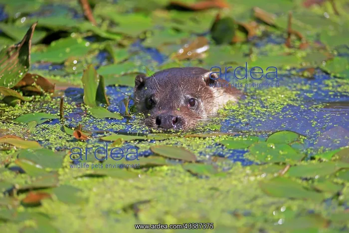 : European otter (Lutra lutra), adult, swimming, in w : European otter (Lutra lutra), adult, swimming, in w