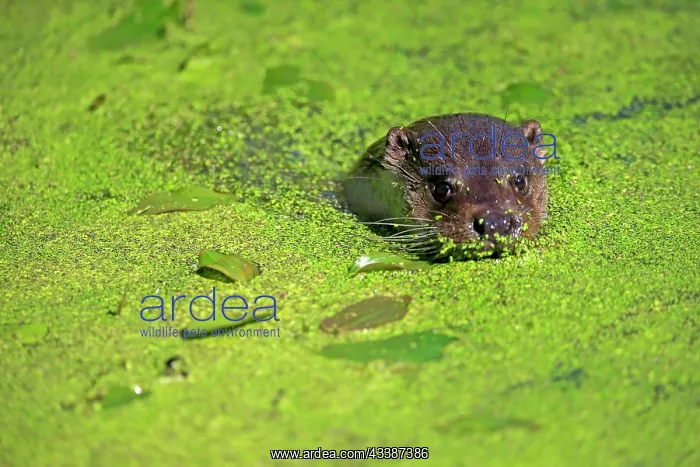 : European otter (Lutra lutra), adult, swimming, in w : European otter (Lutra lutra), adult, swimming, in w