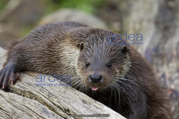 : European otter (Lutra lutra) close-up portrait : European otter (Lutra lutra) close-up portrait