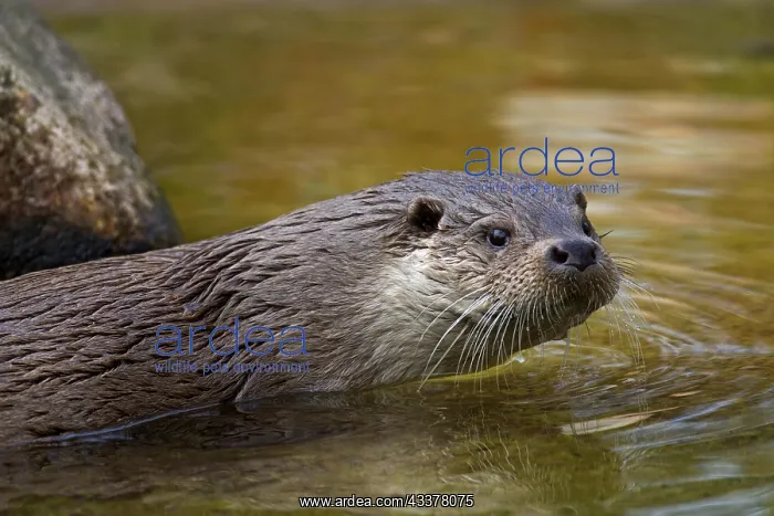 : European otter (Lutra lutra) close-up portrait : European otter (Lutra lutra) close-up portrait