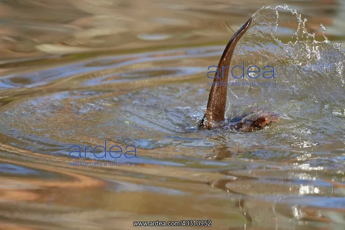 : European Otter (Lutra lutra), dives down, captive : European Otter (Lutra lutra), dives down, captive