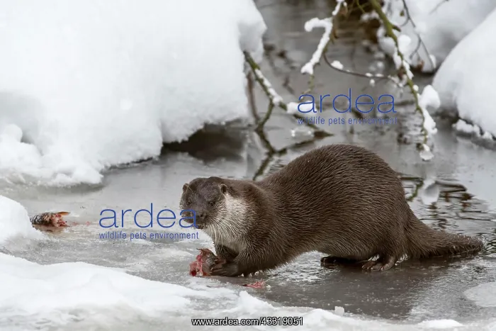 : European otter (Lutra lutra) eating caught fish : European otter (Lutra lutra) eating caught fish
